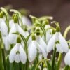 Snowdrops 2 Snowdrops -Sosoli Plant Shop snowdrops green white 530249788 cropped
