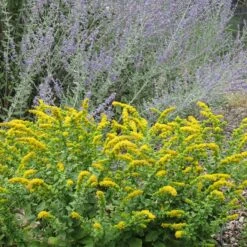 Golden Fleece Goldenrod (Solidago) -Sosoli Plant Shop solidago golden fleece russian sage perovskia atriplicifolia