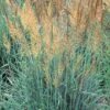 Llano Indian Grass -Sosoli Plant Shop sorghastrum nutans llano 1 2