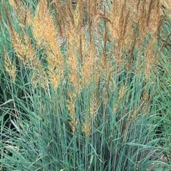 Llano Indian Grass