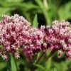 Soulmate Swamp Milkweed -Sosoli Plant Shop soulmate milkweed asclepias incarnata