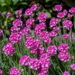Splendens Armeria -Sosoli Plant Shop splendens sea thrift armeria maritima flowers blooming