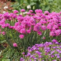 Splendens Armeria -Sosoli Plant Shop splendens sea thrift armeria maritima garden