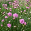 Splendens Armeria -Sosoli Plant Shop splendens sea thrift armeria maritima splendens flowres