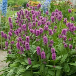 Hummelo Betony -Sosoli Plant Shop stachys monieri hummelo 3