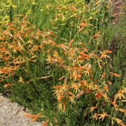 SteppeSuns® Sunset Glow Penstemon -Sosoli Plant Shop steppesuns sunset glow penstemon orange