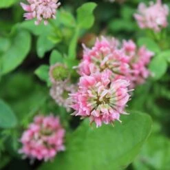 Alternative Lawn Wildflower Seed Mix -Sosoli Plant Shop strawberry clover close up
