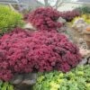 SunSparkler® Dazzleberry Sedum -Sosoli Plant Shop sunsparkler dazzleberry sedum 1