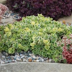 SunSparkler® Lime Twister Sedum -Sosoli Plant Shop sunsparkler lime twister sedum