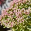 SunSparkler® Lime Twister Sedum