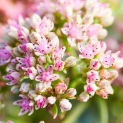 SunSparkler® Lime Twister Sedum -Sosoli Plant Shop sunsparkler lime twister sedum pink flowers