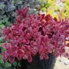 SunSparkler® Wildfire Sedum -Sosoli Plant Shop sunsparkler wildfire sedum container 2