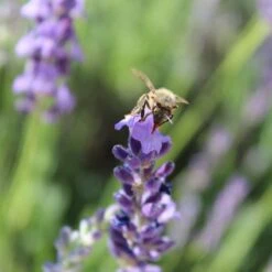 Sharon Roberts English Lavender -Sosoli Plant Shop susan quimby honey bee lavender or 4