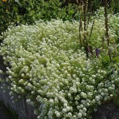 Alternative Lawn Wildflower Seed Mix -Sosoli Plant Shop sweet alyssum