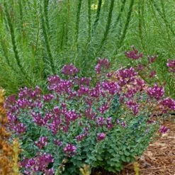 Thanksgiving Ornamental Oregano -Sosoli Plant Shop thanksgiving ornamental oregano oreganum with liatris garden