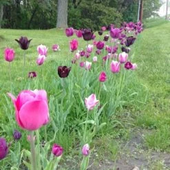 Blue Moon Triumph Tulip Mix -Sosoli Plant Shop tulip blue moon mix cropped hm 10