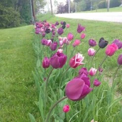 Blue Moon Triumph Tulip Mix -Sosoli Plant Shop tulip blue moon mix cropped hm 6