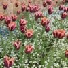 Slawa Triumph Tulip -Sosoli Plant Shop tulipa slawa triumph tulip garden cropped