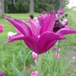 Blue Moon Triumph Tulip Mix -Sosoli Plant Shop tulipa blue moon mix hm 3