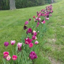 Blue Moon Triumph Tulip Mix -Sosoli Plant Shop tulipa blue moon mix hm 4