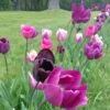 Blue Moon Triumph Tulip Mix -Sosoli Plant Shop tulipa blue moon mix hm 5