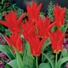 Red Emperor Tulip 2 Red Emperor Tulip -Sosoli Plant Shop tulipredemperor 3