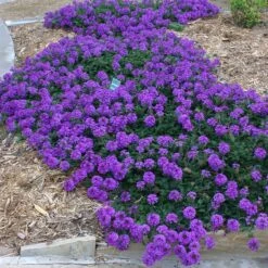 Valley Lavender® Plains Verbena 8 Valley Lavender® Plains Verbena -Sosoli Plant Shop verbena bipinnitifida valley lavender 3