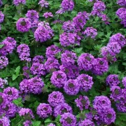 Valley Lavender® Plains Verbena 9 Valley Lavender® Plains Verbena -Sosoli Plant Shop verbena bipinnitifida valley lavender close up