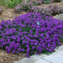 Valley Lavender® Plains Verbena 7 Valley Lavender® Plains Verbena -Sosoli Plant Shop verbena bipinnitifida valley lavender pat hayward