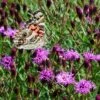 Summer's Swan Song Ironweed (Vernonia) -Sosoli Plant Shop vernonia summer swan song american painted lady jim ault