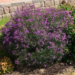 Summer's Swan Song Ironweed (Vernonia) 7 Summer's Swan Song Ironweed (Vernonia) -Sosoli Plant Shop vernonia summer swan song garden jim ault
