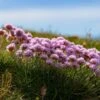 Victor Reiter Armeria -Sosoli Plant Shop victor reiter sea thrift armeria martima flowering