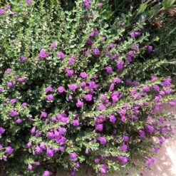 Dark Violet Skullcap (Scutellaria) -Sosoli Plant Shop violet skullcap flower
