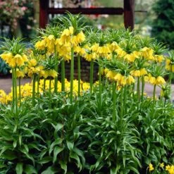 Yellow Crown Imperial -Sosoli Plant Shop visi02917 fritillaria lutea cropped