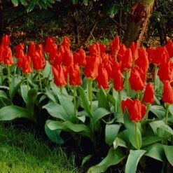 Red Emperor Tulip -Sosoli Plant Shop visi04220 red emperor tulip cropped