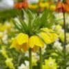 Yellow Crown Imperial 2 Yellow Crown Imperial -Sosoli Plant Shop visi125414 fritillaria lutea cropped
