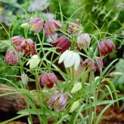 Snake's Head Fritillary -Sosoli Plant Shop visi26883 fritillaria meleagris0cropped