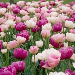 Double Late Tulip Mix -Sosoli Plant Shop visi34695 double late tulip mix cropped