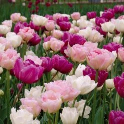Double Late Tulip Mix -Sosoli Plant Shop visi34696 double late tulip mix cropped