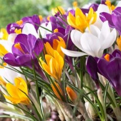 Dutch Crocus Mix 7 Dutch Crocus Mix -Sosoli Plant Shop visi50589 dutch crocus mix cropped