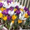 Dutch Crocus Mix 1 Dutch Crocus Mix -Sosoli Plant Shop visi50590 dutch crocus mix cropped