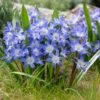 Blue Giant Glory Of The Snow -Sosoli Plant Shop visi97989chionodoxa forbesii blue giant cropped