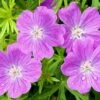Vision® Violet Geranium -Sosoli Plant Shop vision violet geranium close up