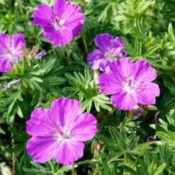 Sosoli Plant Shop 5 Sosoli Plant Shop -Sosoli Plant Shop vision violet geranium flowers