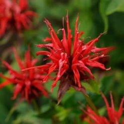 Jacob Cline Bee Balm -Sosoli Plant Shop walters gardens monarda jacob cline 2 cropped 1 1