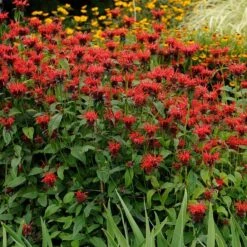 Jacob Cline Bee Balm -Sosoli Plant Shop walters gardens monarda jacob cline cropped 1 1 1