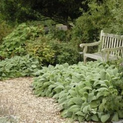 Helen Von Stein Lamb's Ear -Sosoli Plant Shop walters gardens stachys helen von stein