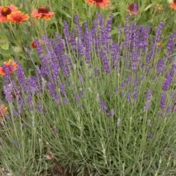 Hidcote Superior English Lavender -Sosoli Plant Shop walters gardens lavandula hidcote cropped 1 1 1