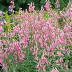 Elfin Pink Penstemon -Sosoli Plant Shop walters gardens penstemon elfin pink cropped