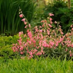 Elfin Pink Penstemon -Sosoli Plant Shop walters gardens penstemon elfin pink cropped 3